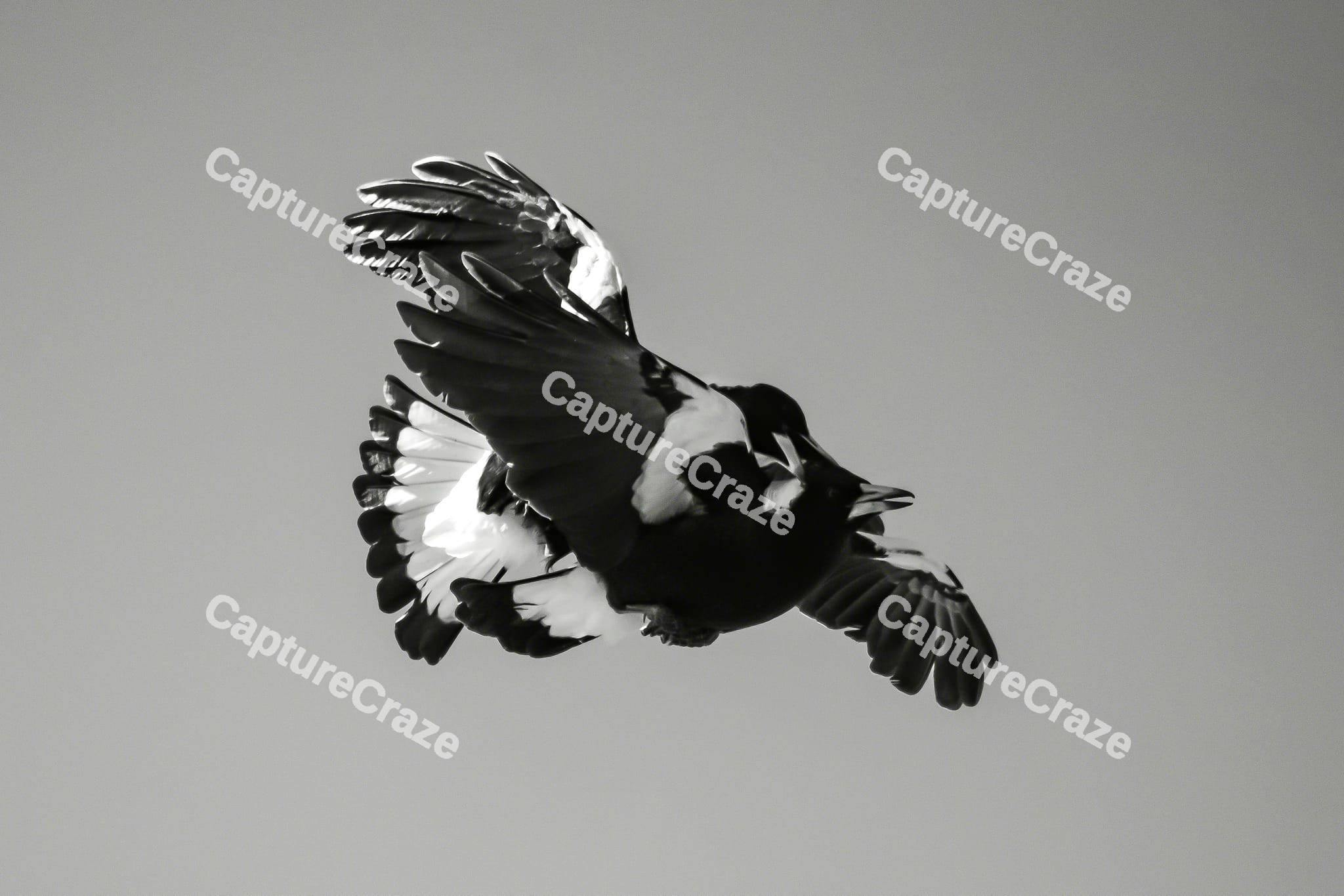 Magpies Bird